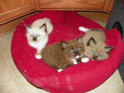 Blue mink hot sale bicolor ragdoll