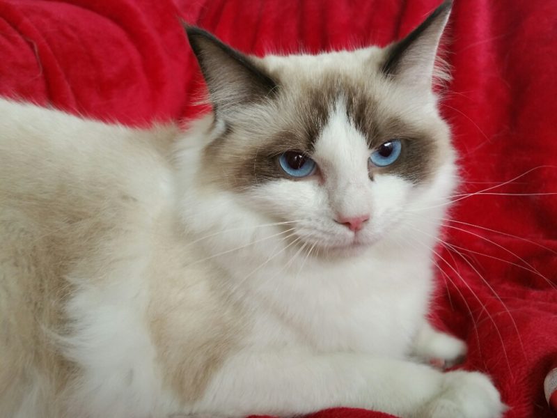 Ragdoll Cats in Texas Ragdoll Cats Cattery | Ragdoll Blues