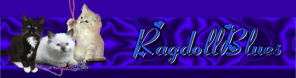 Ragdoll Blues