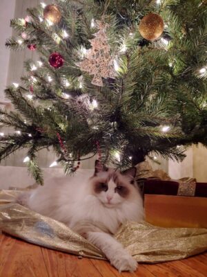 Julip enjoying the tree after mom replaced the ornaments she swiped. Thanks For sharing Cindy