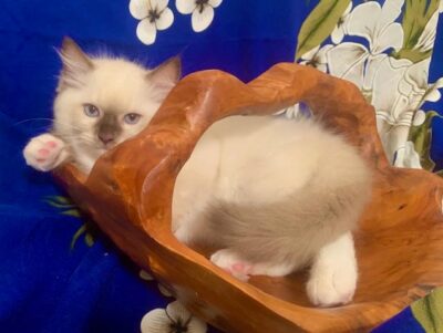 Available Ragdoll Kitten DFW Texas