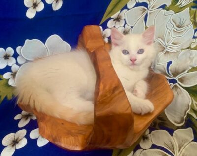 Available Ragdoll Kitten DFW Texas