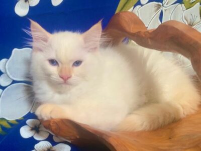 Available Ragdoll Kitten DFW Texas