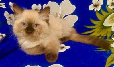 Available Ragdoll Kitten DFW Texas